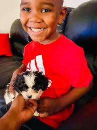 Lost Female Pomeranian in Lake Dallas, Texas