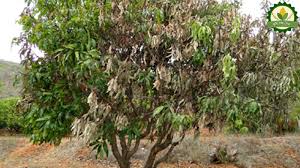 The commonest and most troublesome enemy of the mango in tropical america is anthracnose. Disease Management Of Mango à¦• à¦· à¦¤à¦¥ à¦¯ à¦¸ à¦¬