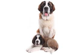 Breeders of merit are denoted by level in ascending order of: The Saint Bernard Cost Guide With Calculator Petbudget