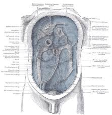 It takes place in twenty percent of cases. The Abdomen Human Anatomy