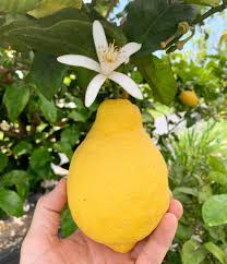 Image result for Citrus × limon
