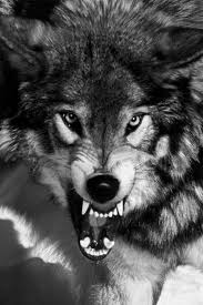 Pin By Kelly F On The Spirit Of A Wolf Animals Beautiful Snarling Wolf Animals