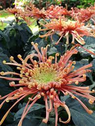 Spider Mums Hgtv