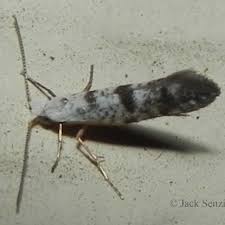 Image result for argyresthia thuiella thuja symptoms