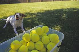 Food aggression in dogs is both alarming and dangerous. Reasons For Possessive Aggression In Dogs And How To Stop It