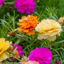 Portulaca plant with moss rose plant grafting flower hybrid mixed colour plants new ideas. Moss Rose Purslane Portulaca Grandiflora Fl Pl 4500 Seeds Garden Seeds Market Free Shipping