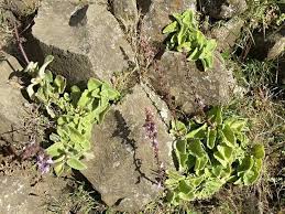 Image result for Coleus maculosus