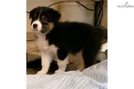 The portion of a particular state each group below serves is indicated by the symbol next to its name Maci Australian Shepherd Puppy For Sale Near Dallas Fort Worth Texas Australian Shepherd Australian Shepherd For Sale Australian Shepherd Puppy For Sale