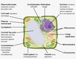 See how a generalized structure of an animal cell and plant cell look with labeled diagrams. This Illustration Depicts A Typical Eukaryotic Plant Vesicles On A Plant Cell Transparent Png 1235x908 Free Download On Nicepng