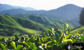 Maybe you would like to learn more about one of these? Tea Plantations Mossy Forest Cameron Highlands Malaysia
