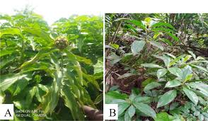 Image result for Costus afer