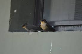 Image result for Agrocharis incognita