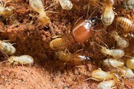 Treat your whole house in just a few hours. Blog Seven Common Misconceptions About Termites Termite Control In Houston