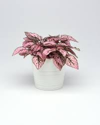 Image result for Hypoestes