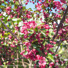 Female flowers usually have male flowers on the same branch. Flowering Trees Bates Nursery Garden Center Nashville Tn Bates Nursery Garden Center