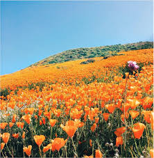 People walk in a super bloom of poppies in lake elsinore, california on february 27, 2019. Walker Canyon Lake Elsinore Lake Elsinore California California Travel Lake Elsinore