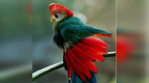 https www facebook com makeupzone12 videos 2025825324202970 funny birds bird gif bird