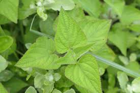 Image result for Equilabium laxiflorum