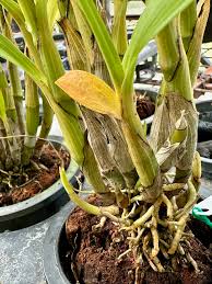 Image result for Ansellia africana