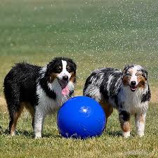 Mini aussies are a legitimate and official breed, originating in california in the 60s. Australian Shepherd Breeders California