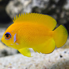 Saltwater Aquarium Fish For Marine Aquariums Lemonpeel