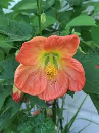 Image result for Abutilon