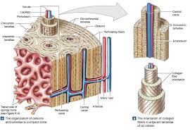 The radius and ulna are two parallel. Illustration Of Compact Bone Including Periosteum Osteons Central Canals Perforating Ca Medical Terminology Study Biology Notes Human Anatomy And Physiology