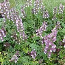 Can spread aggressively by creeping rootstock in light soil. Acanthus Mornings Candle