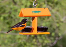 These birds love sweet treats. Helpful Tips For Attracting Orioles To Your Yard