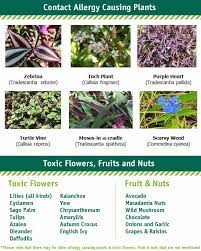 Flowers and bulbs poisonous to dogs. Dog Allergy Plants Australia