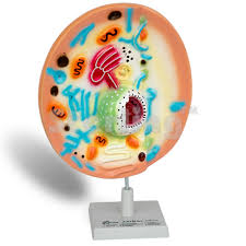 We did not find results for: Animal Cell Model Sterling Mfg Co