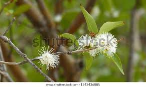 Image result for Myrtaceae