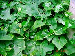 Image result for Coccinia grandis