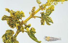 Image result for Calepitrimerus vitis