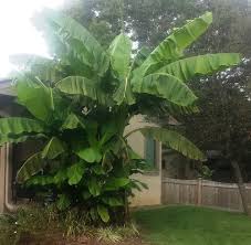 Per bruce crawford, the common name is deceptive because japanese fiber. Ohio Banana Palm Musa Basjoo And Zone 6 Planting Tip