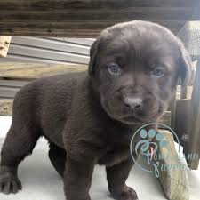 Labs and more dog rescue is southern california's fastest growing and most active dog rescue organization. Chocolate Labs For Sale Labrador Rescue California Home Land Puppies