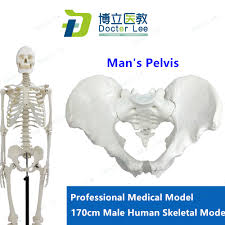 We highlight the differences not only in species and sites but also in defect size. Medical Standard For Fine Arts And Medicine 170cm Skeleton Model Of Human Skeleton Model Medical Science Aliexpress