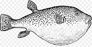 Kumpulan mewarnai gambar ikan untuk anak sd dan paud mewarnai gambar ikan pada kesempatan ini kami akan memberitahukan kumpulan mewarnai gambar ikan dari berbagai jenis ikan yang ada laut maupun sungai atau yang ada di film kartun gambar mewarnai ini bisa kalian. Ikan Buntal Ikan Air Asin Buku Mewarnai Gambar Png