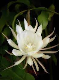 Epiphyllum Oxypetalum Flor Kadupul Historia Cultivo Y Mas Epiphyllum Oxypetalum Night Blooming Flowers Flowers