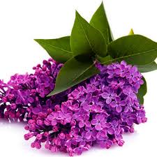 We did not find results for: Basket Aromatic Lilac Order Delivery To Ukraine Buy Now Price Photos And Reviews Flowers Ua