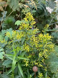 Image result for Cestrum parqui