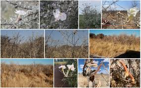 Image result for Catophractes