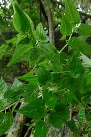 Image result for Peperomia fernandopoiana