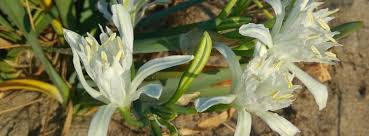 L'atelier de fil en aiguilles est spécialisé dans la confection et la réfection de rideaux et de fauteuils à hénon. De Fil En Aiguille Un Grand Marche