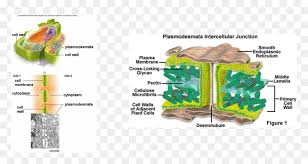 Check spelling or type a new query. Picture Plant Cell Membrane And Wall Hd Png Download Vhv
