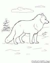Introducing coloring pages of fox stories can give them an added advantage of memorizing and recollecting the story well. Coloring Page Arctic Fox