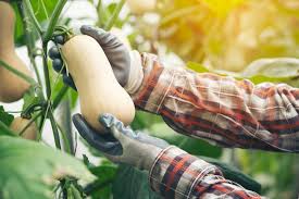 To get fruit you need. How To Grow Butternut Squash