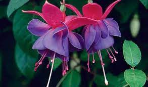 Fuchsias One Decorative Inedible Well The Berries Are Apparently Edible But Rather Tasteless Plant Where I May Fuchsia Flower Fuchsia Flowers Plants