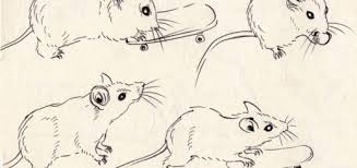 The animals are listed in alphabetical order. Animals Drawing References And Sketches For Artists