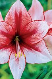 Image result for Hippeastrum